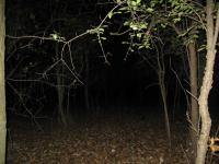 Chicago Ghost Hunters Group investigates Robinson Woods (118).JPG